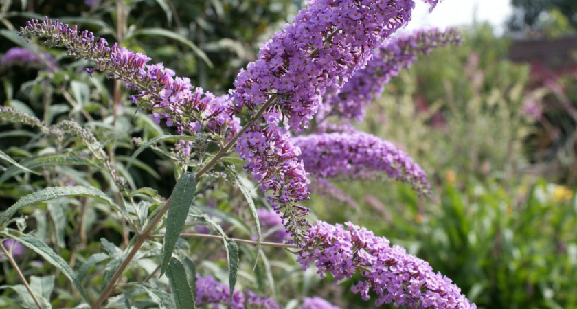 Роскошный фонтан лилового цвета из ароматных гирлянд весь сезон: неприхотливый кустарник растет даже на очень скудных почвах