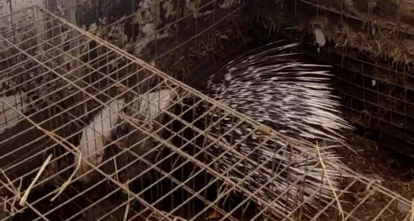 В калужском центре «Феникс» сыграли свадьбу дикобразы Чубака и Белоснежка