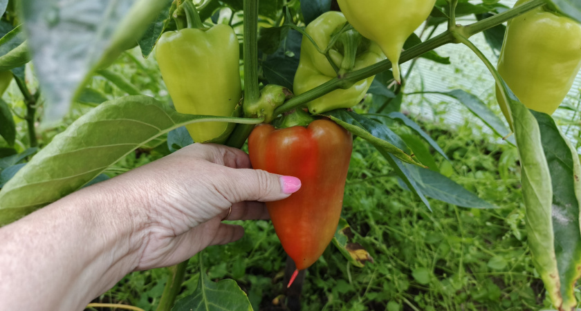 Всё о сладком перце: полный гайд от выбора семян до ведра урожая