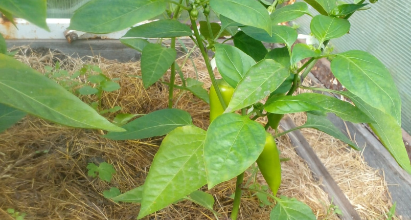 Не прозевайте перцы: вот обязательные сроки посева на рассаду для урожая-2026