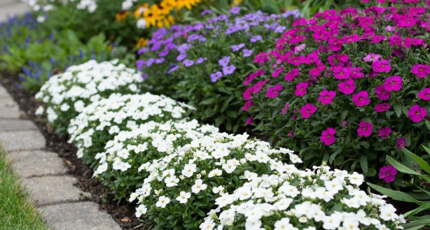 3 эффектных ковровых многолетника: сад как в сказке без всяких хлопот — вытеснят все сорняки с клумбы и выживут в мороз