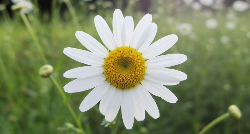 Посадите этот цветок на даче — и клещи обойдут ваш участок стороной