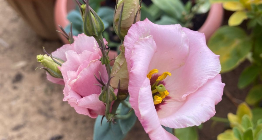 Комнатные растения: не просто декор, а целая экологическая инфраструктура