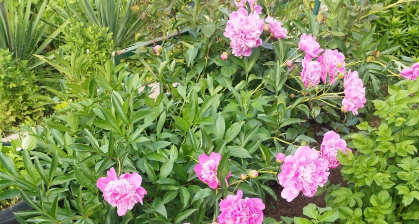 Пурпурное пламя на грядке: растение, которое цветёт до морозов и не требует ухода