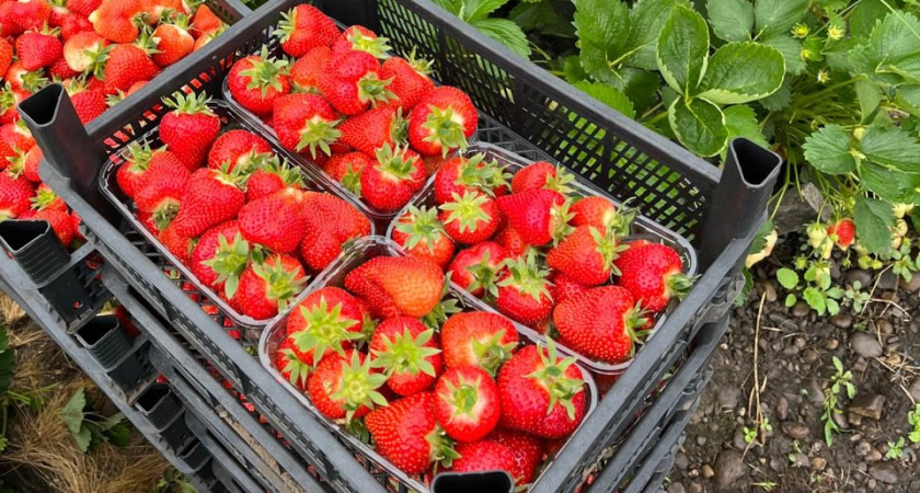 Нашел весеннюю подкормку клубники дешевле навоза в 8 раз. Собираю до 45 кг с грядки благодаря простому способу