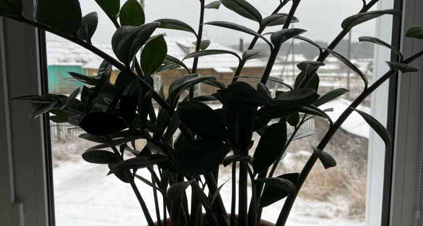 Листья попрут как из ведра — глянцевые, темно-зеленые: накормите «денежное дерево» этими 3 дешевыми эликсирами