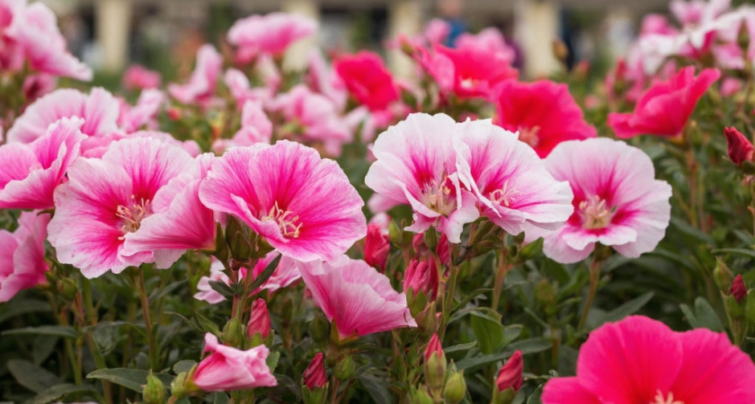 Сажаю вместо петунии этот цветок и любуюсь цветением все лето без суеты и хлопот