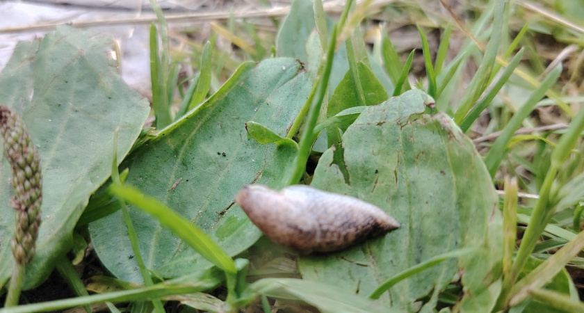 Очень обычное средство от слизней: рассыпал и спи спокойно. Не горчица, не зола и не отрава