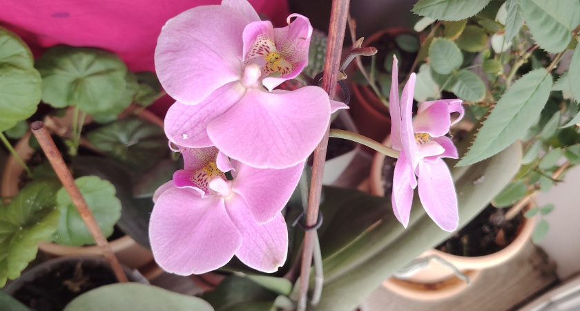 Копеечное средство, которое заставит быстро расти и пышно цвести даже хилую орхидею