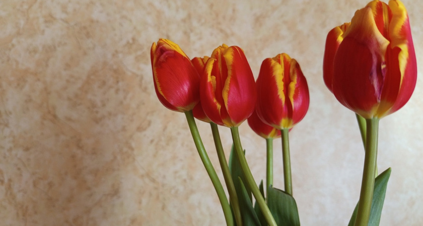 В Калуге проверили почти миллион цветов перед отправкой к 8 Марта