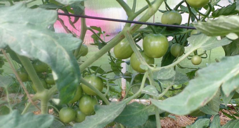 Завалят урожаем ведрами! Топ-9 проверенных томатов для 2026 года