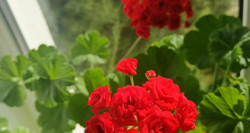 Чем подкормить герань для пышного цветения