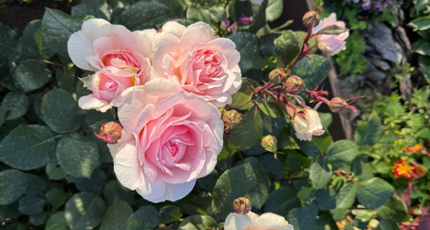 2 чайные ложки на 10 литров и розы безумно цветут без остановки все лето