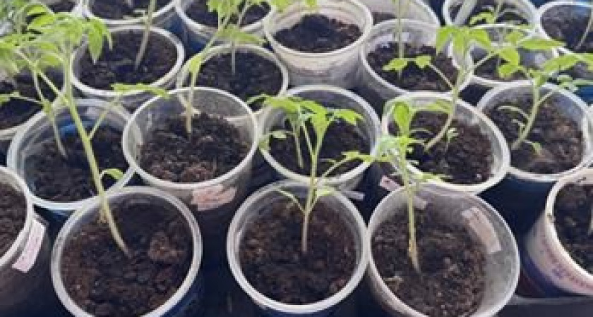 Посмотрела на рассаду и поняла: томаты, перец сейчас буду сеять не раньше середины, конца марта. Не вытягивается, не желтеет, беспроблемная