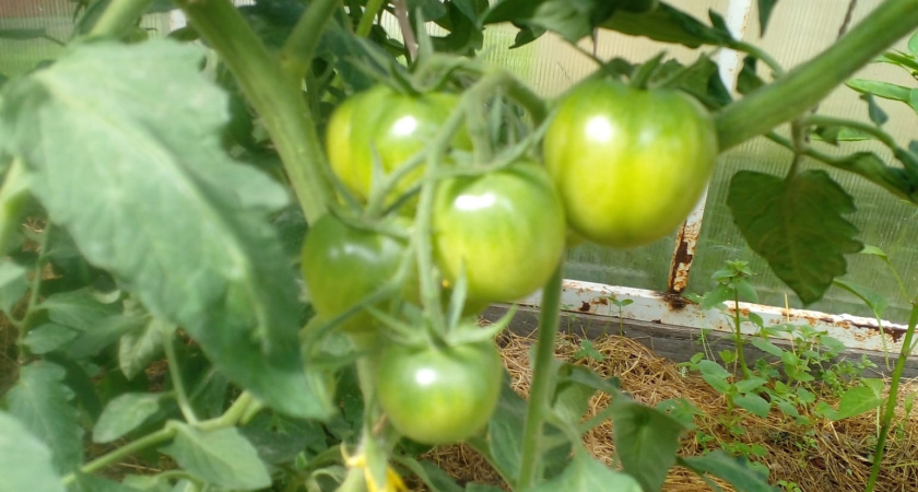 Мечта дачника: какие сорта томатов признали лучшими для рассады в 2026 году