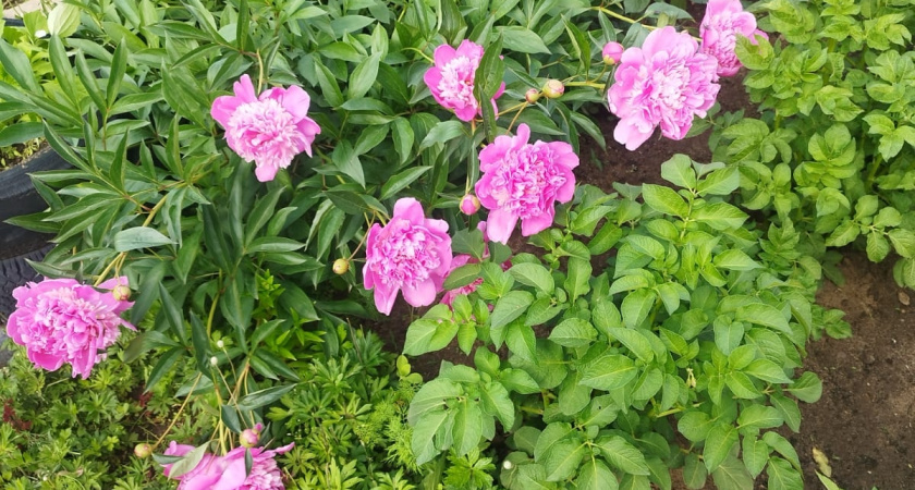 Больше никаких роз и петуний - в наши сады пришла новая мода: 5 неприхотливых и эффектных цветов