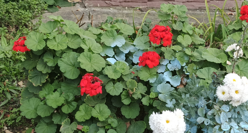 Три пшика — и сонная герань мгновенно выпустит мощные цветоносы: бутоны полезут наперегонки