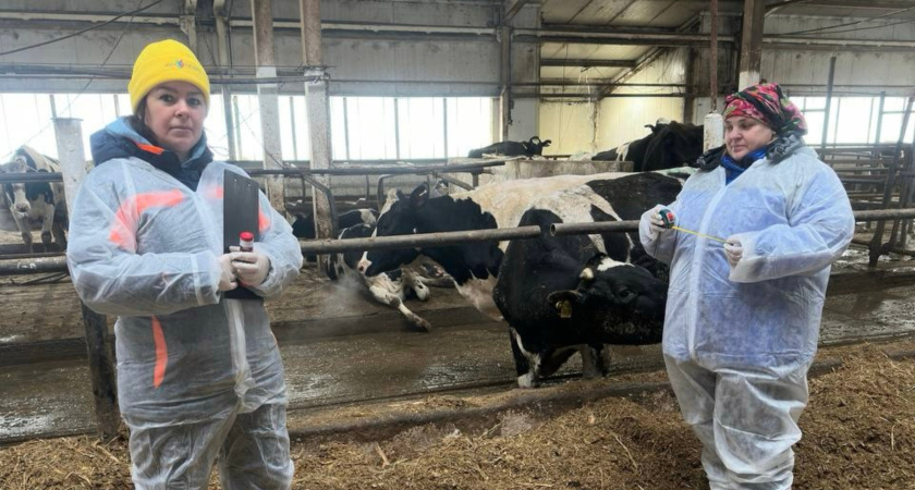 В Калужской области изучили 115 коров для улучшения селекции
