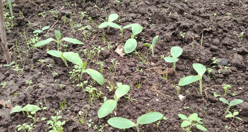 Пластиковые стаканы - на мусорку: для огурцов выбираю другую тару - рассада станет толщиной с мизинец