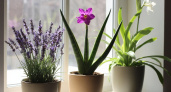 Ставлю в спальне 3 цветка и сплю как младенец - очищают воздух активнее всех и пахнут приятно