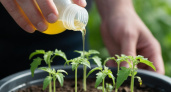 «Вылейте дрожжи в унитаз!» Агроном пояснил, почему народные средства губят рассаду и дал единственную рабочую схему на 2 недели