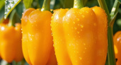 Сладкие как мед, без капли кислоты и до 10 кг с куста: 3 лучших желтоплодных сорта перцев для настоящих гурманов