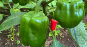 Дачники, это не перец, а сладкая конфета: вкус сочный, не водянистый — плоды огромные, до полкило