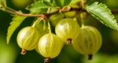 Ягоды размером с вишню: этот 1 сорт крыжовника, который ломает привычное представление об урожае