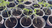 Почему не растет рассада помидоров и как сделать ее кустики крепкими