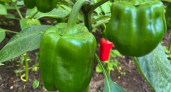 Киньте 1 ложку в лунку - перцы не болеют и всегда мясистые: по 300 г каждый
