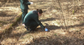 В национальном парке "Угра" в Калужской области разложили вакцину против бешенства