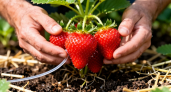 Как "канцелярские резинки" помогают собирать клубнику ведрами. Полезные советы – ягоды быстро зреют, кустики не поражаются вредителями