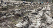 В Калужской области приступили к весеннему восстановлению лесного фонда на площади более 3000 гектаров