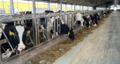В Калужской области отменили карантин по лейкозу коров, действовавший 4 года