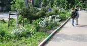 Калуга озеленится с размахом: стоимость одной ели в новом контракте превышает полмиллиона рублей