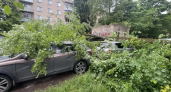 В Калужской области упавшее дерево раздавило несколько машин во дворе