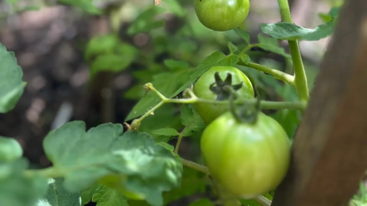 Элитные сорта советской селекции: эти 5 томатов, которые не смогли превзойти за 50 лет