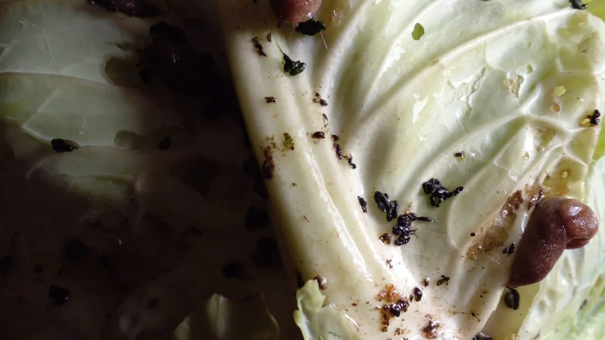 Эффективный метод борьбы со слизнями – 1 ложка средства на ведро воды. Все, от вредителей и след простыл