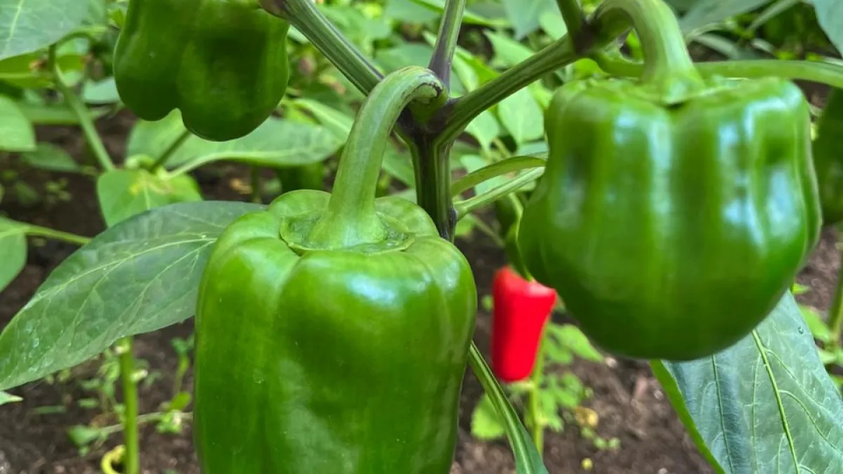 Перцы взойдут щёткой. Один раз попробовала, сейчас делаю только так