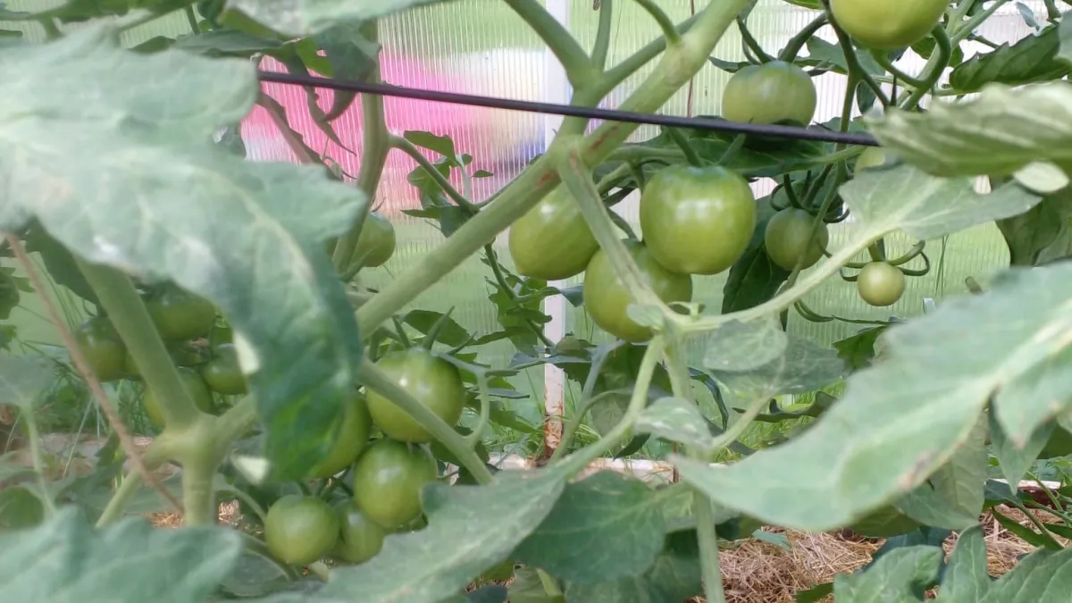 Завалят урожаем ведрами! Топ-9 проверенных томатов для 2026 года