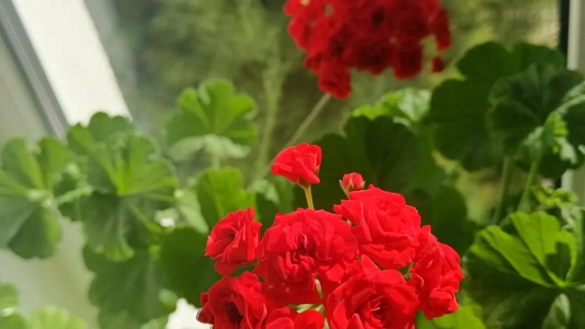 Чем подкормить герань для пышного цветения