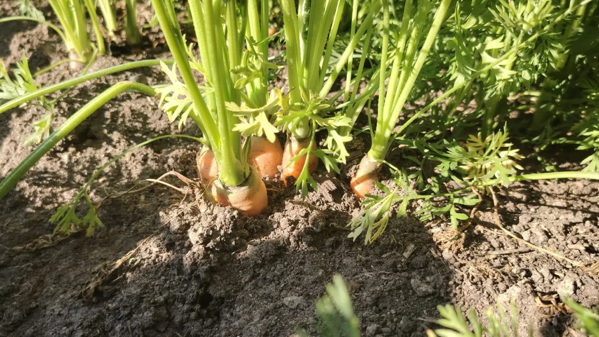 Теперь моя морковка всегда всходит рано. Дедушка сосед поделился, что для этого нужно сделать - урожая стало в 3 раза больше