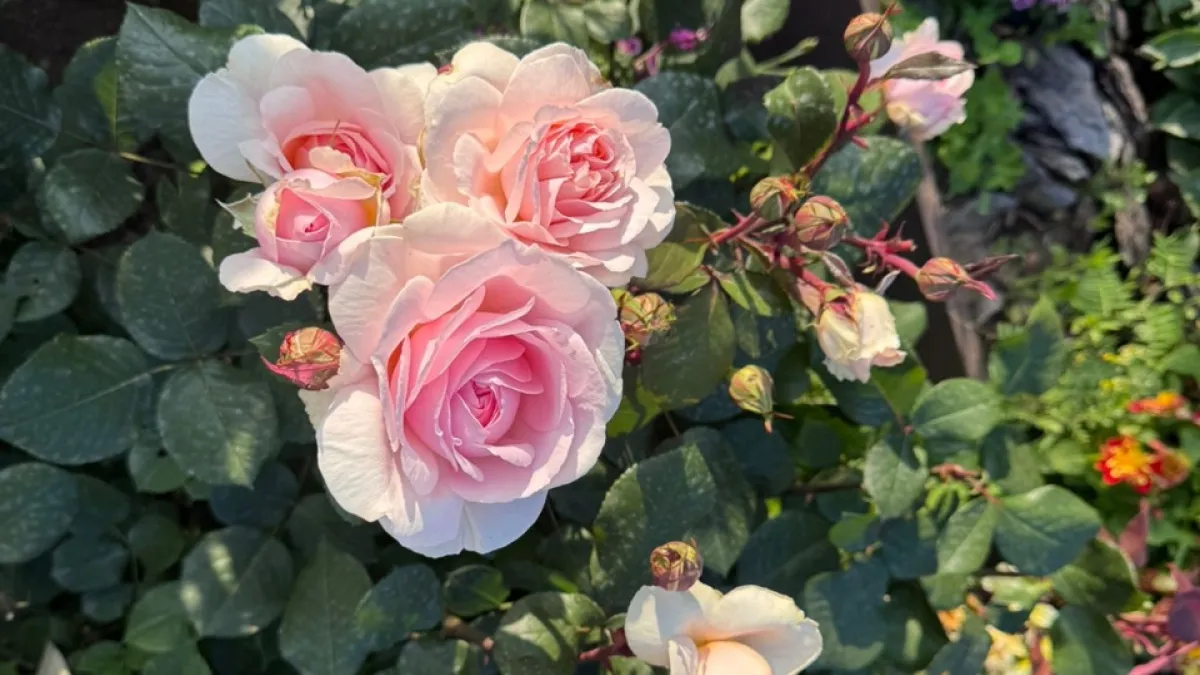 2 чайные ложки на 10 литров и розы безумно цветут без остановки все лето