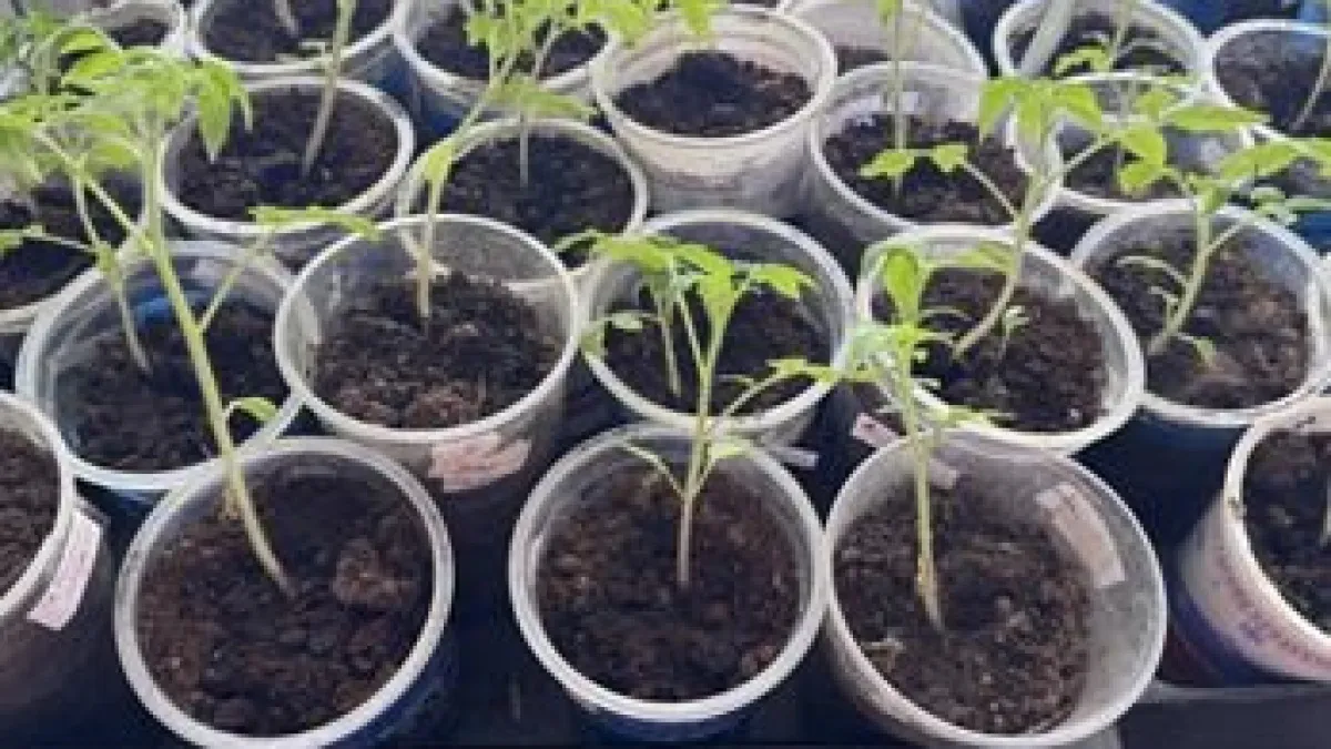 Посмотрела на рассаду и поняла: томаты, перец сейчас буду сеять не раньше середины, конца марта. Не вытягивается, не желтеет, беспроблемная