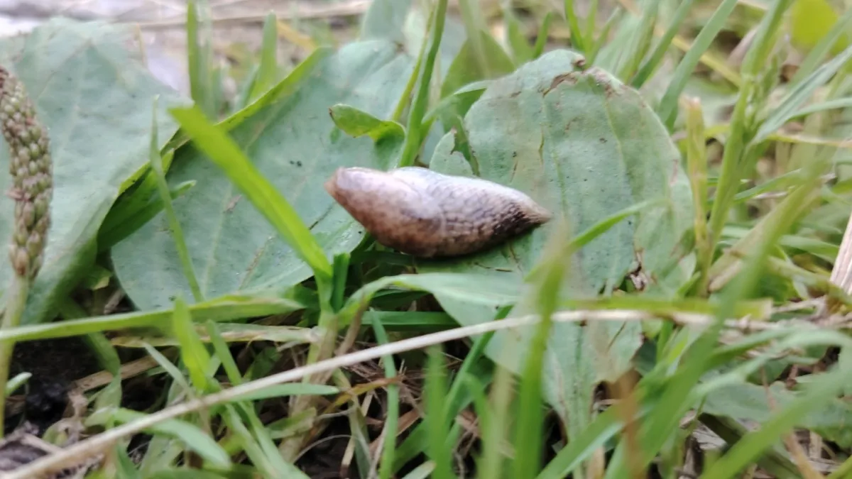 Слизни пропали вместе с дырками на капусте: нашла 7 методов от них избавиться и все рабочие, делюсь