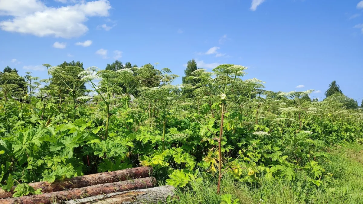 В Калужской области усилят борьбу с инвазивными растениями