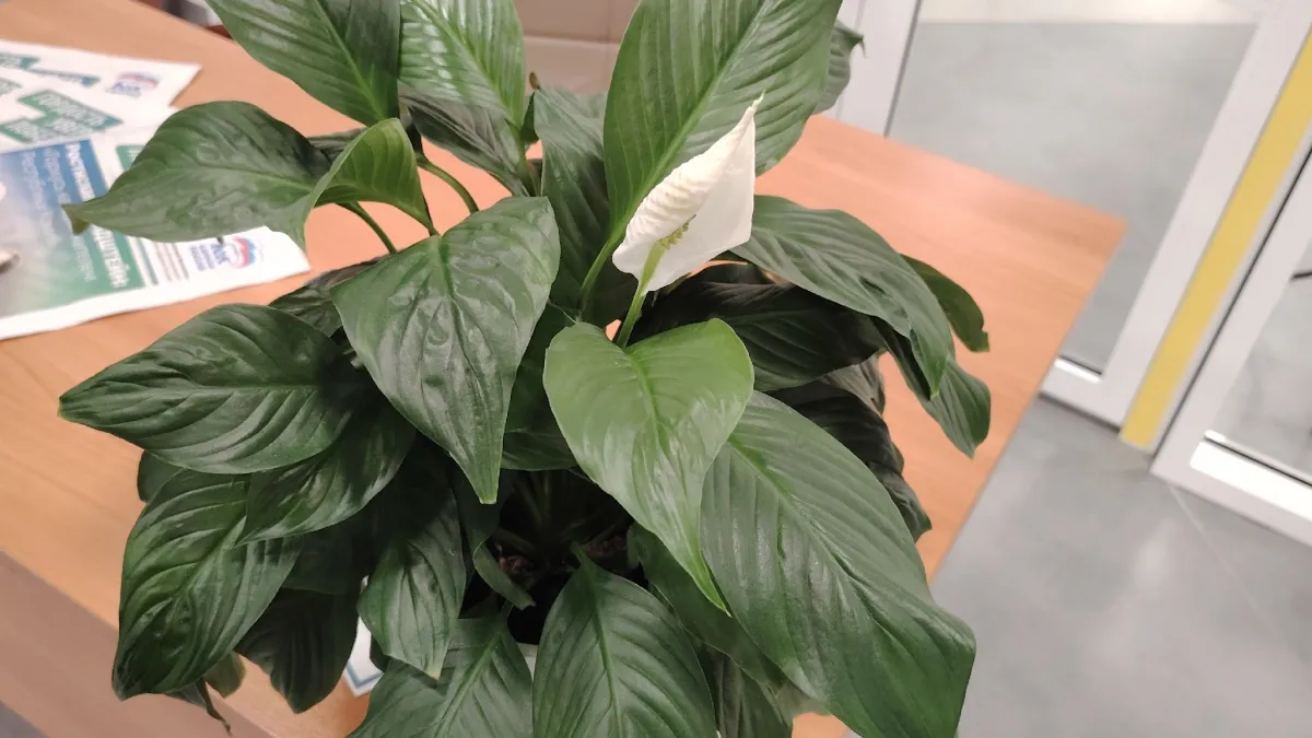 Спатифиллум – это «женское счастье» в доме! Уход, пересадка, размножение