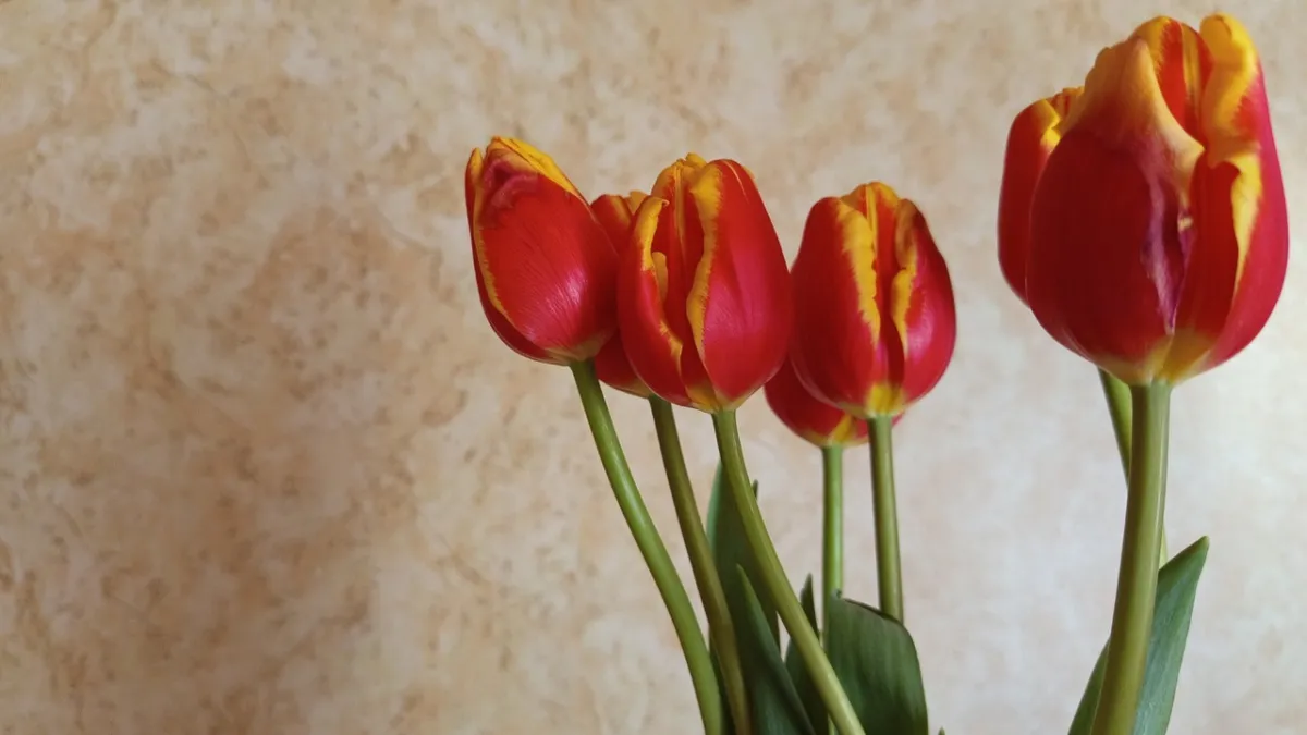 Владислав Шапша поздравил калужанок с 8 Марта