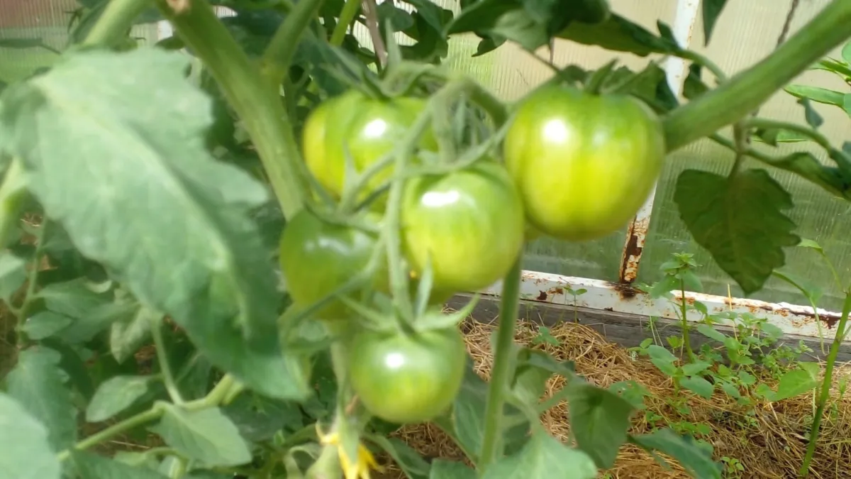 Мечта дачника: какие сорта томатов признали лучшими для рассады в 2026 году