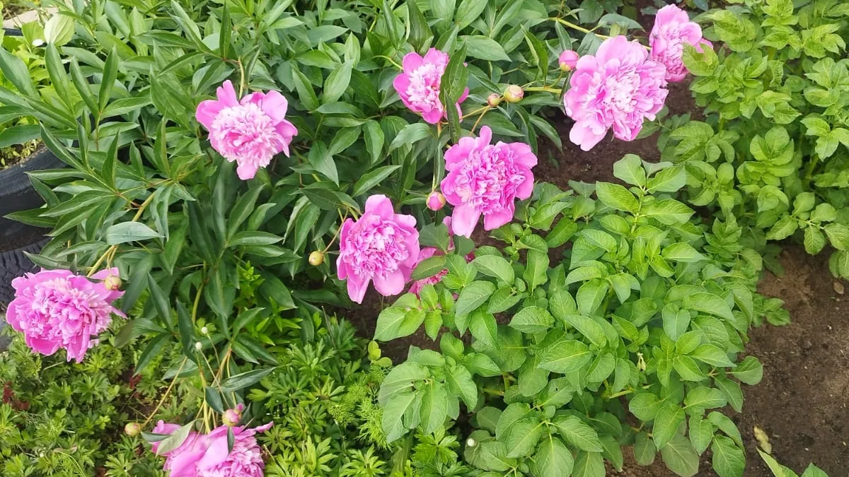 Больше никаких роз и петуний - в наши сады пришла новая мода: 5 неприхотливых и эффектных цветов